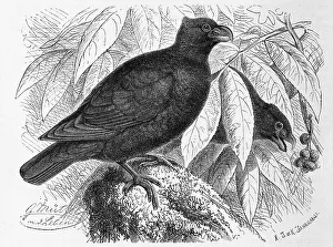 Bird, tooth-billed pigeon (Didunculus strigirostris)