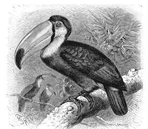 Bird, Toucan, Hornbill, Rhamphastus magnirostris