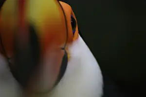 Bird, Toucan-stub, OiseauxFoz, Foz Iguacu