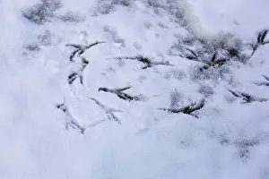 Bird tracks in the snow, Germany