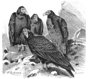 Bird, Turkey Vulture (Cathartes aura)