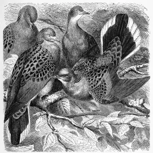 Bird, Turtle Dove (Streptopelia turtur)