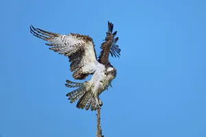 Bird using branch for take-off