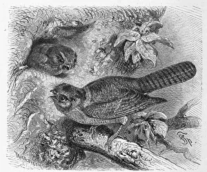 Bird, Veiltail Aegotheles novae-hollandiae