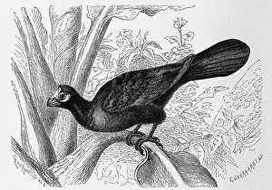 Bird, violet turaco (Musophaga violacea)