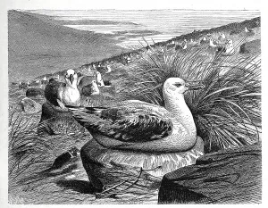 Bird, Wandering Albatross (Diomedea exulans)