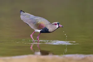 Framed Print : Bird on water bank with drops, vivid colours and calm atmosphere