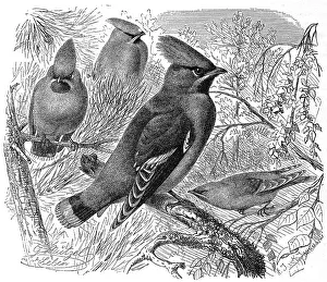Bird, Waxwing is a songbird (Bombycilla garrulus) of the Waxwing family