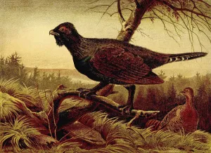 Bird, western capercaillie (Tetrao urogallus)