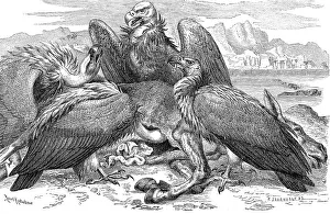 Bird, White-backed Vulture (Gyps africanus)