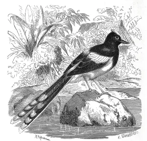 Bird, white-crowned forktail (Enicurus leschenaulti)