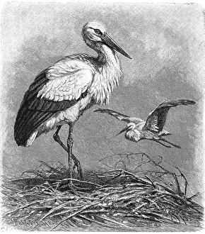 Bird, White Stork (Ciconia ciconia)