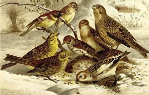 Bird, Willow Bunting (Emberiza aureola)