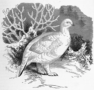 Bird, willow ptarmigan (Lagopus lagopus)