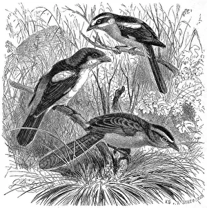 Bird, Woodchat Shrike (Lanius senator)