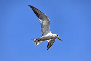 A bird with a yellow beak flies majestically against a clear blue sky