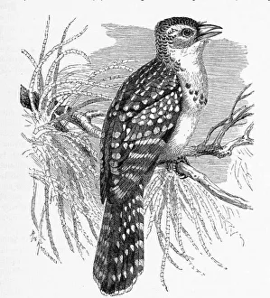Bird, yellow-breasted barbet (Trachyphonus margaritatus) is a species of bird in the African bearded bird family