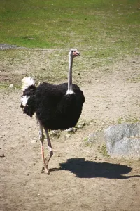 Birds, African Ostrich Struthio camelus