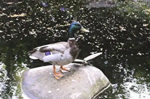 Birds, american duck in Bronx zoo