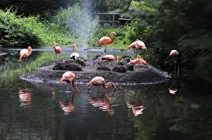 Birds, American flamingos in Bronx zoo