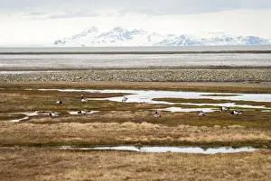 Birds in arctic tundra in summer, Svalbard, Norway