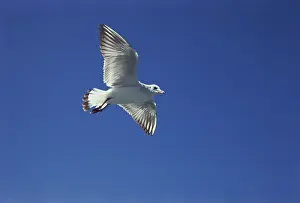 Birds, Black headed gull larus ridibundus flying