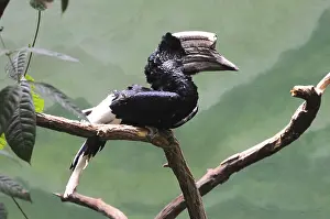 Birds, Black and white casqued horn bill in Bronx zoo