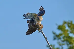 Two birds on a branch with spread wings under a blue sky