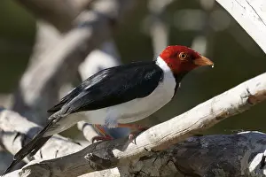 Birds, Cardinal-pity-swampland