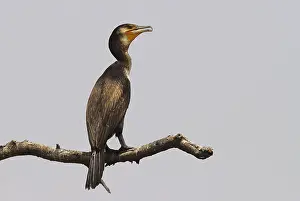 Birds, cormorant phalacrocorax niger at Karanji Lake