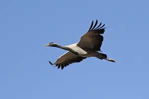 Birds, demoiselle crane grus virgo flying in sky