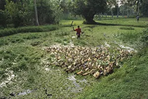 Birds, ducks herding, Kuttanad, Kerala, India