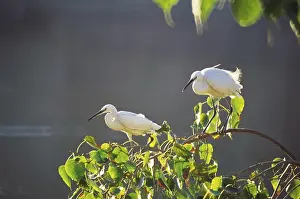 Birds, egret pair on tree, Jodhpur