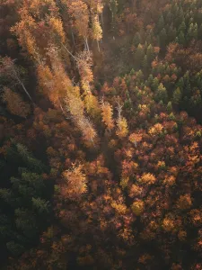 Bird's eye view of an autumnal forest with green and orange trees and intense colours