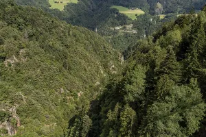 Bird's eye view of dense coniferous forest in a steep gorge<br> Bird's eye view of dense coniferous forest in a steep