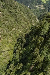 Bird's eye view of dense coniferous forest in a steep gorge<br> Bird's eye view of dense coniferous forest in a steep