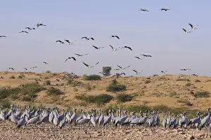Birds, flock of demoiselle cranes grus virgo flying and sitting in desert