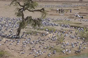 Birds, flock of demoiselle cranes grus virgo gathering in desert