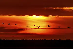 Category Wildlife DE Prints: Birds fly over the horizon at dramatic sunset