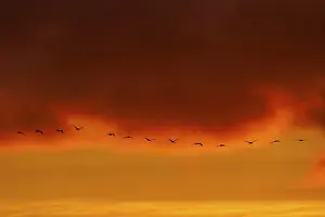 Birds flying in front of a deep orange sunset sky