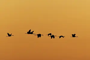 Birds flying in formation against an orange sunset sky