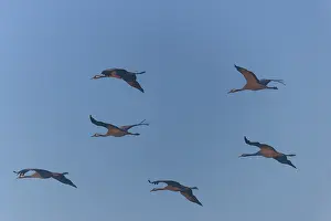 Six birds flying in group formation through a clear blue sky in daylight