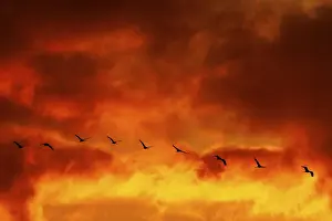Birds flying in front of an intense orange sky with dramatic clouds at sunset