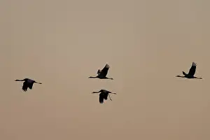Four birds flying in a line through a neutral