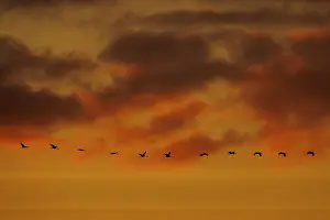 Birds flying in a line through an orange sky with dramatic clouds at sunset