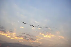 Birds flying in sky at sunrise