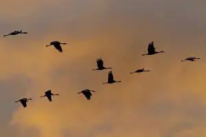 Category Wildlife DE Prints: Birds flying at sunset, orange sky