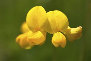 Framed Print : Birds-foot trefoil (Lotus corniculatus) Framed Print : Birds-foot trefoil (Lotus corniculatus)