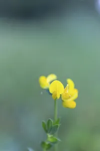 Bird's-foot Trefoil (Lotus corniculatus)