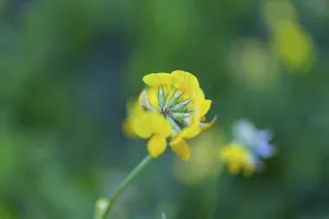 Bird's-foot Trefoil (Lotus corniculatus)